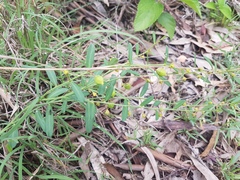 Phyllanthus virgatus