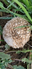 Amanita magniverrucata