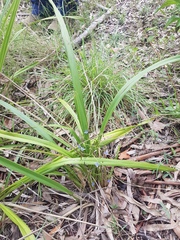 Dianella brevipedunculata
