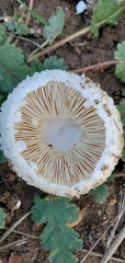 Amanita magniverrucata