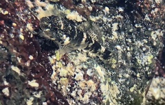 Bathygobius cocosensis