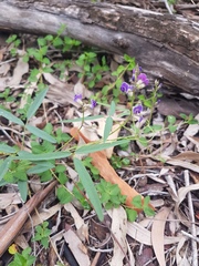 Glycine tabacina