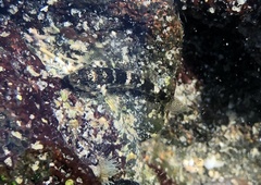 Bathygobius cocosensis