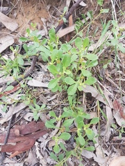 Sphaeromorphaea australis