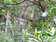 Pachycephala pectoralis contempta