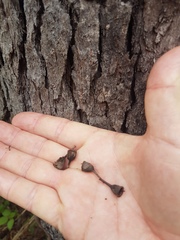 Corymbia trachyphloia