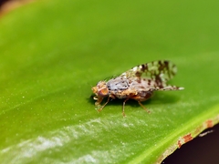 Austrotephritis poenia