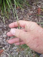 Microlaena stipoides