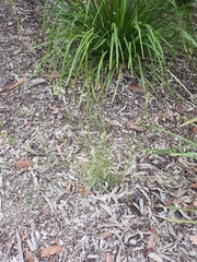 Microlaena stipoides