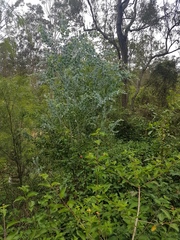 Acacia podalyriifolia
