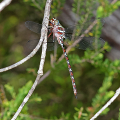 Austroaeschna cooloola