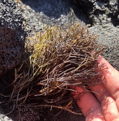 Ahnfeltiopsis concinna