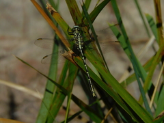 Austrogomphus guerini