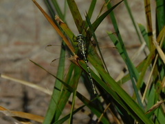 Austrogomphus guerini