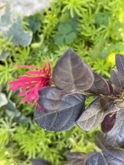 Loropetalum chinense
