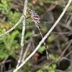 Austroaeschna cooloola