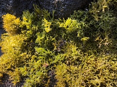 Ahnfeltiopsis concinna