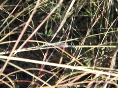 Argia nahuana