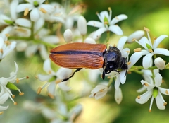Castiarina rufipennis