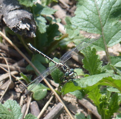 Austrogomphus guerini