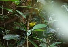 Phylloscopus soror
