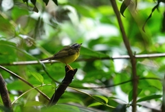 Phylloscopus soror