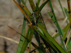 Austrogomphus guerini