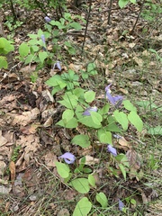 Clematis occidentalis grosseserrata