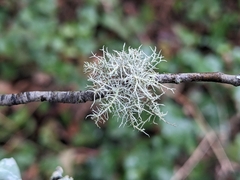 Usnea subfloridana