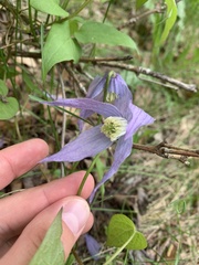 Clematis occidentalis grosseserrata