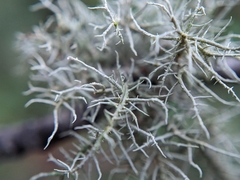 Usnea subfloridana
