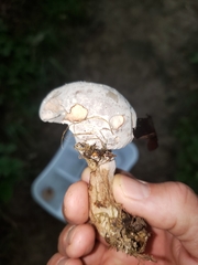 Hypomyces chrysospermus