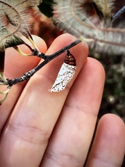 Euphydryas chalcedona