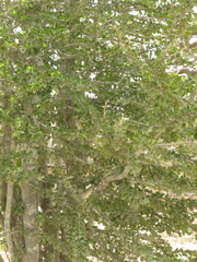Randia obcordata