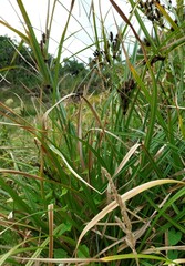 Cyperus ustulatus