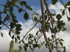 Randia obcordata