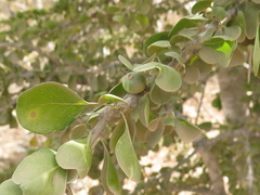 Randia obcordata
