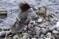 Mergus merganser