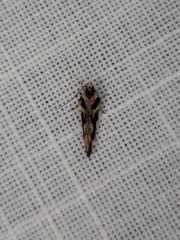 Macrobathra bigerella