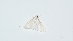 Palpita vitrealis