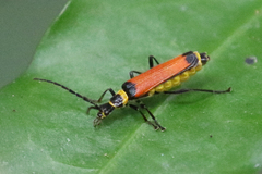 Chauliognathus atricornis