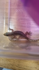 Hemidactylus garnotii