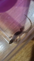 Hemidactylus garnotii