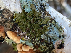 Melanohalea septentrionalis