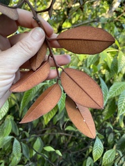 Chrysophyllum oliviforme