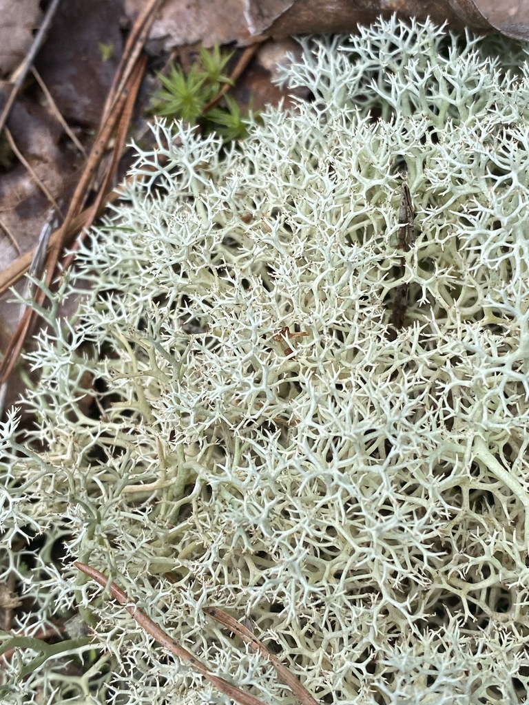 Dixie Reindeer Lichen from Dixie Springs Rd., Walker County, AL, USA on ...