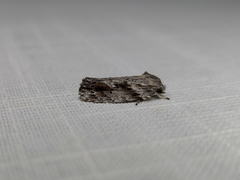 Agriophara confertella