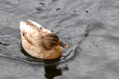 Anas platyrhynchos domesticus