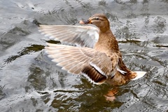 Anas platyrhynchos domesticus