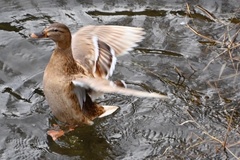 Anas platyrhynchos domesticus